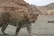 دیده شدن یک پلنگ ایرانی در منطقه کجور مازندران