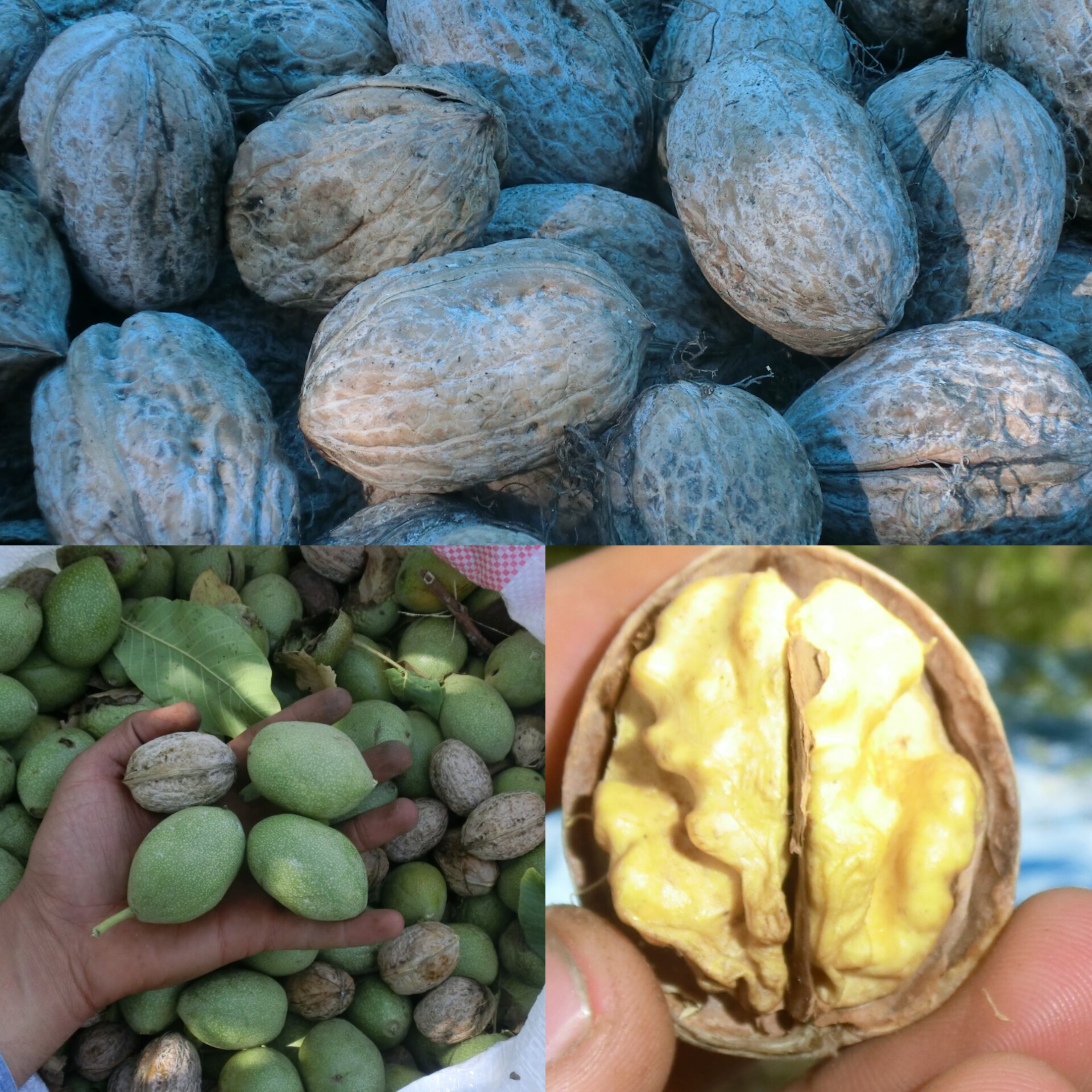 راز سرمایه گذاری مطمئن، از کاشت تا سود قطعی با گردو ژنوتیپ رویال