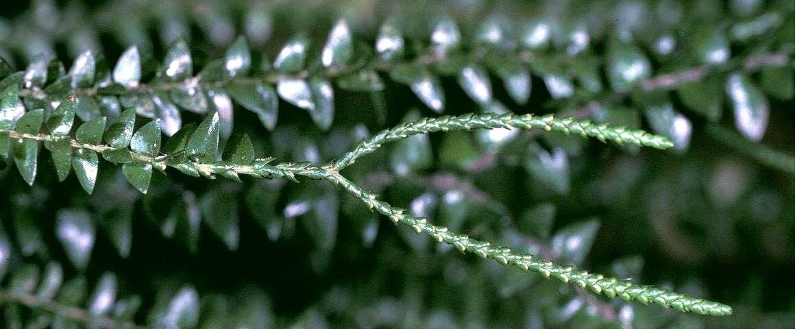 ویروسهای باستانی در بدن گیاهان ویروسهای باستانی در بدن گیاهان
