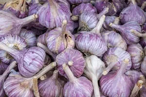 همه چیز درباره سیر و کلسترول؛ از فواید واقعی تا باورهای اشتباه