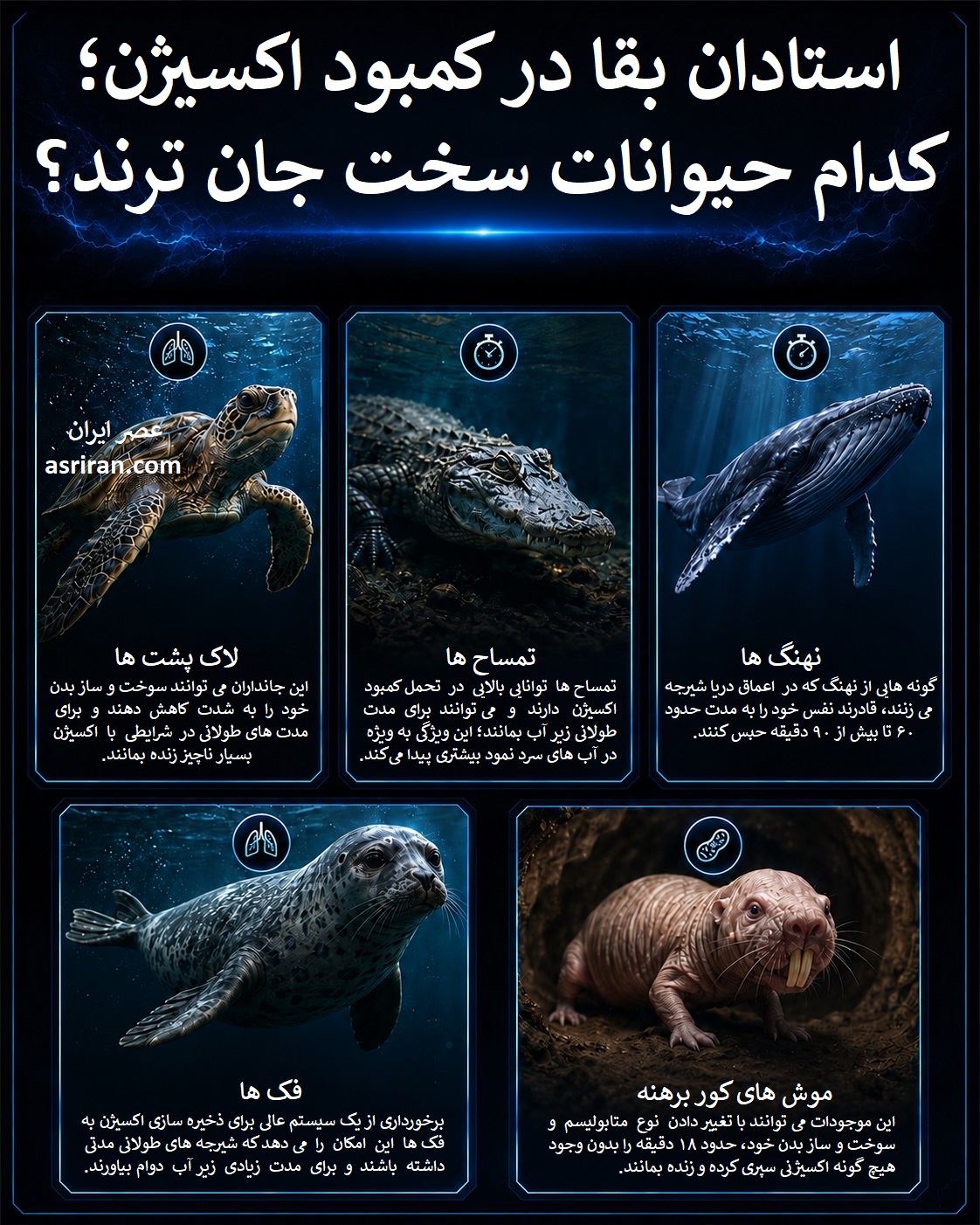اینفوگرافیک حیواناتی که کمبود اکسیژن را بهتر هندل می کنند اینفوگرافیک حیواناتی که کمبود اکسیژن را بهتر هندل می کنند