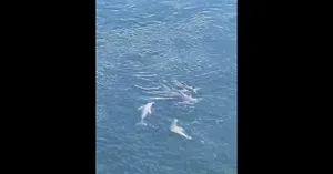 هنرنمایی دلفین‌های صورتی در نمایشی در آب