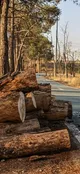 خشکیدگی هزاران درخت در چیتگر/ شهرداری و منابع طبیعی همدیگر را متهم می‌کنند!