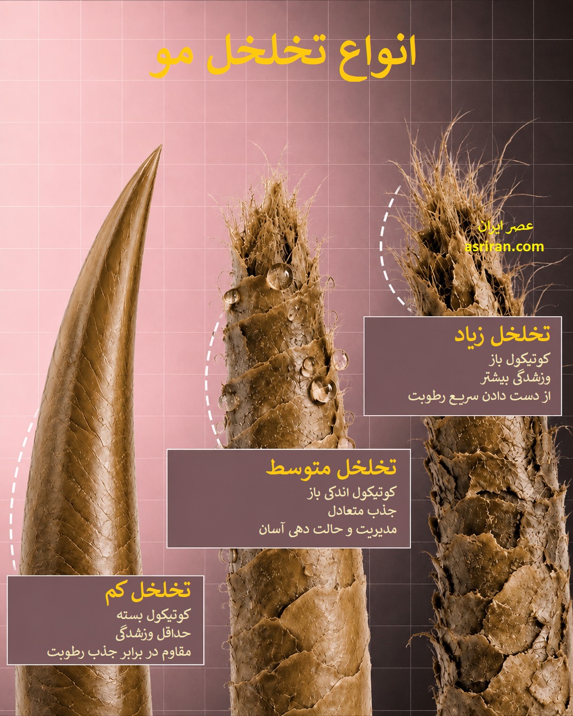 اینفوگرافیک تخلخل مو اینفوگرافیک تخلخل مو