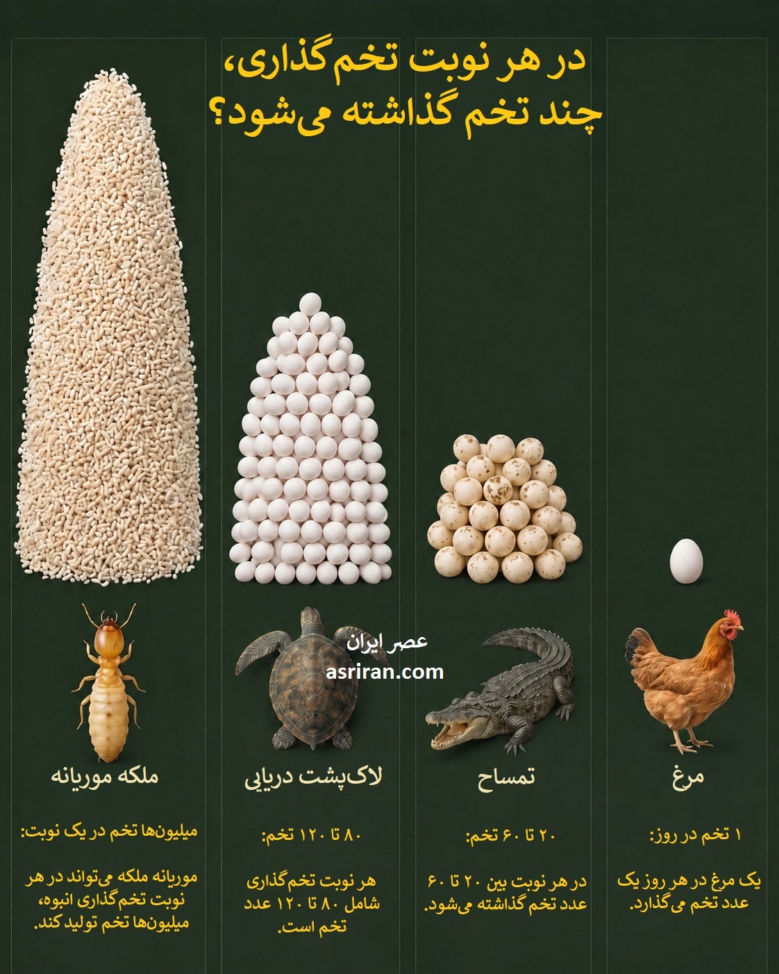اینفوگرافیک مقایسه تعداد تخم هایی که موریانه، لاک پشت دریایی، تمساح و مرغ می گذارند اینفوگرافیک مقایسه تعداد تخم هایی که موریانه، لاک پشت دریایی، تمساح و مرغ می گذارند