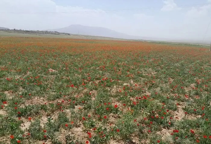 دریاچه گرمک خراسانشمالی دریاچه گرمک خراسانشمالی