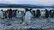 فرود تماشایی گروهی از پنگوئن‌ها در جزیره