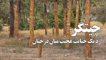 چیتگر؛ رد یک جنایت عجیب میان درختان / درخت‌ها قبل از مرگ زخمی شده بودند