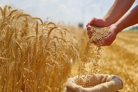 خرید گندم توسط دلالان تا 60هزار تومان در مناطق مرزی