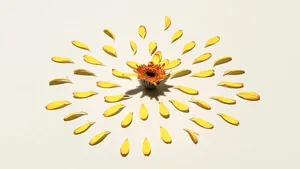 دلایل و ابعاد بی‌ نقص‌ گرایی